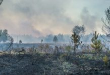 Ученые нашли способ эффективно бороться с торфяными «зомби-пожарами»