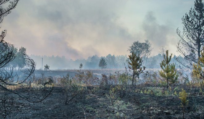 Ученые нашли способ эффективно бороться с торфяными «зомби-пожарами»