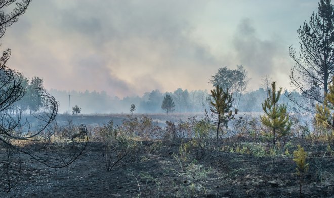 Ученые нашли способ эффективно бороться с торфяными &laquo;зомби-пожарами&raquo; 