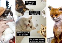 Как заработать на мемах про котиков