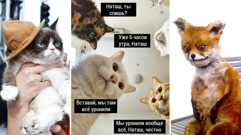 Как заработать на мемах про котиков