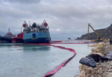 «Птицы поступают беспрерывно»: волонтер рассказала о помощи пернатым в Анапе