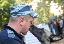 Собак придется покупать у НАТО: лицензирование заводчиков собак возмутило кинологов