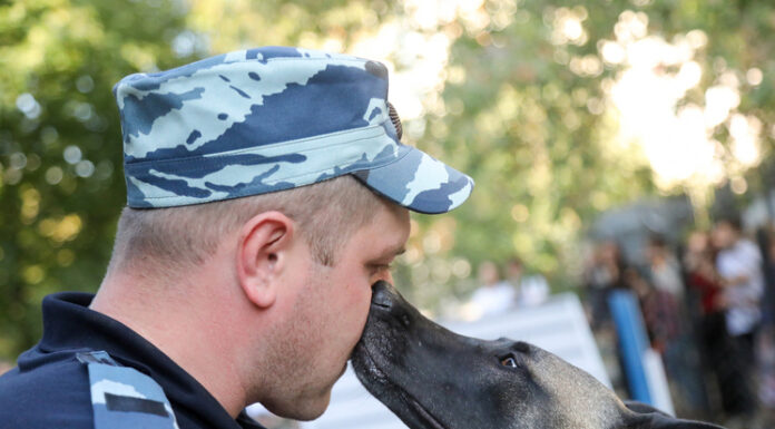 Собак придется покупать у НАТО: лицензирование заводчиков собак возмутило кинологов