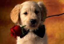 Дни рождения 8 апреля