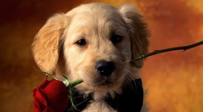 Дни рождения 8 апреля