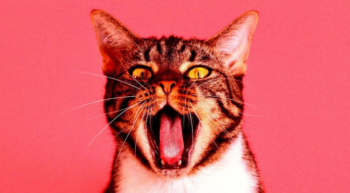 Baidu разрабатывает ИИ для перевода языка домашних животных