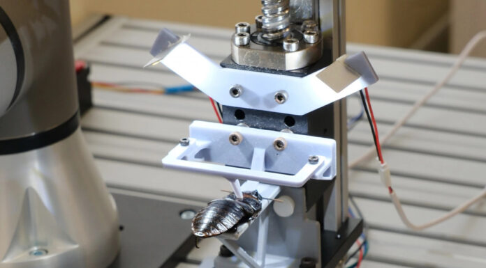 В Сингапуре разработали конвейер для превращения тараканов в киборгов